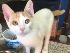 Gato raça  idade 2 a 6 meses nome Sininho