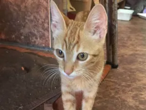 Gato raça  idade 2 a 6 meses nome Gasparzinho