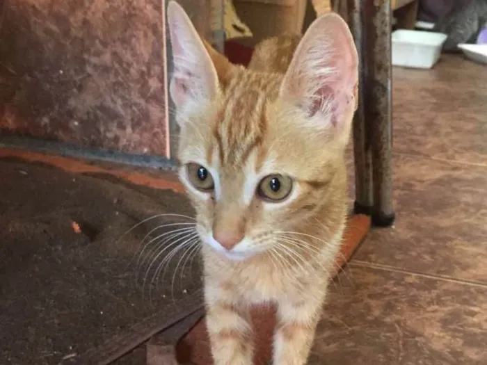 Gato ra a  idade 2 a 6 meses nome Gasparzinho