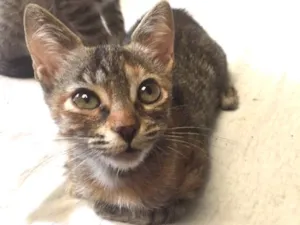 Gato raça  idade 2 a 6 meses nome Mel