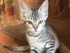 Gato raça  idade 2 a 6 meses nome Zebrinha
