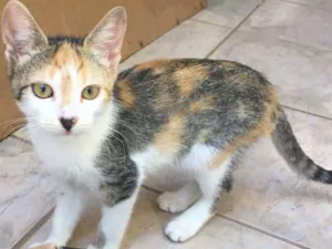 Gato raça  idade 2 a 6 meses nome Borboleta 