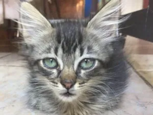 Gato raça  idade Abaixo de 2 meses nome Corujinha