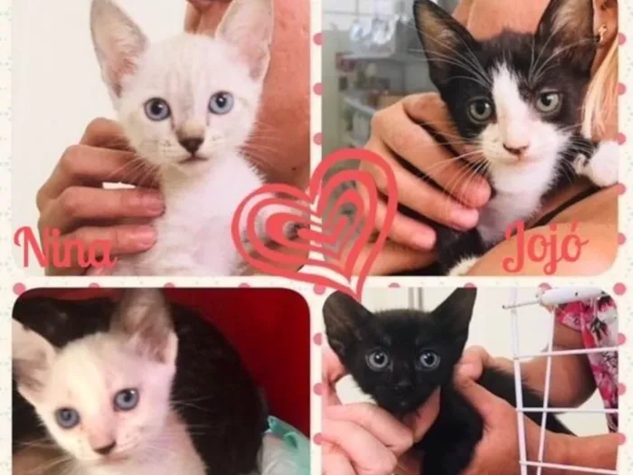 Gato ra a SRD idade 2 a 6 meses nome Petruquio e Luna