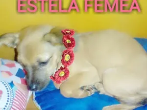 Cachorro raça srd idade 2 a 6 meses nome ESTELA