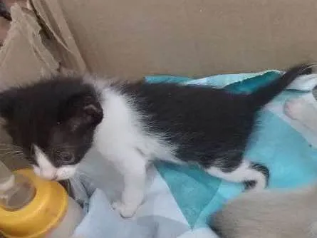 Gato ra a não sei idade Abaixo de 2 meses nome gato
