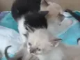 gato