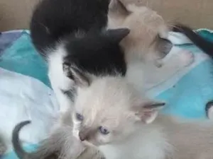 Gato raça não sei idade Abaixo de 2 meses nome gato
