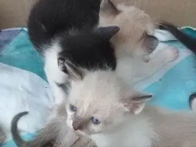 Gato ra a não sei idade Abaixo de 2 meses nome gato