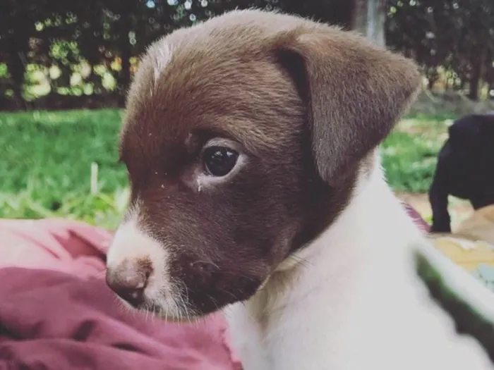 Cachorro ra a SRD idade Abaixo de 2 meses nome sem nome