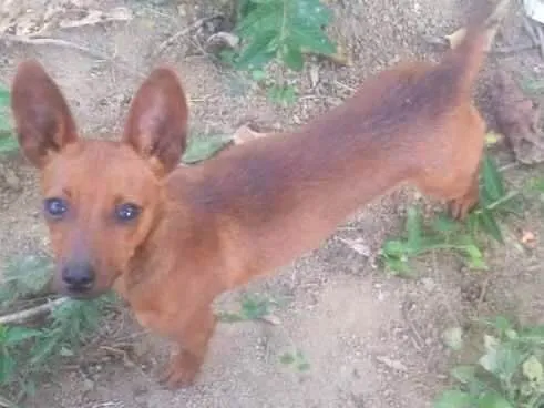 Cachorro ra a Pincher 1 idade 7 a 11 meses nome Sol