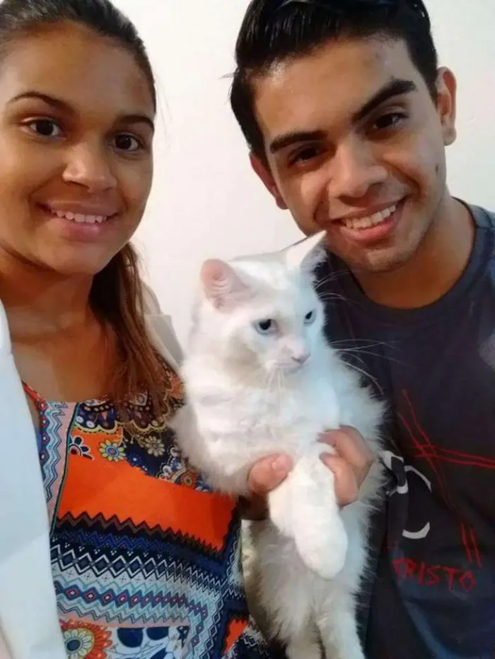 Gato ra a Angorá Turco idade 1 ano nome Bento