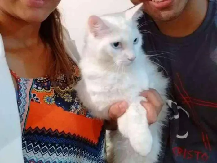 Gato ra a Angorá Turco idade 1 ano nome Bento