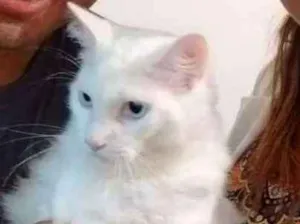 Gato raça Angorá Turco idade 1 ano nome Bento