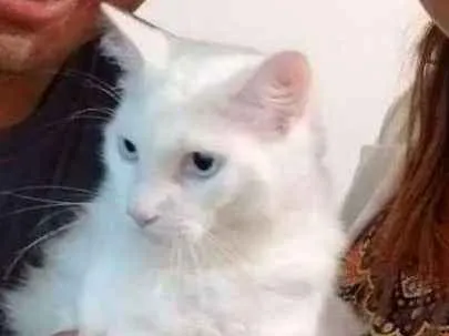 Gato ra a Angorá Turco idade 1 ano nome Bento