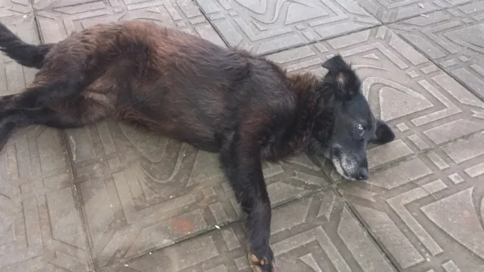 Cachorro ra a Provavelmente vira-lata idade 2 anos nome Não sei(achei na rua