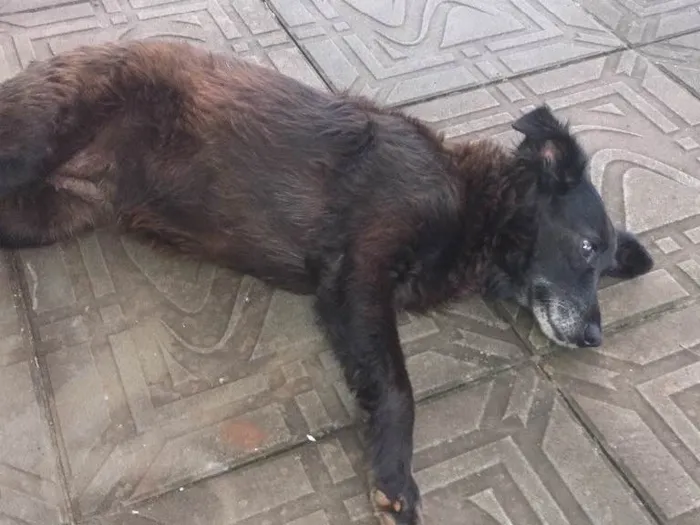 Cachorro ra a Provavelmente vira-lata idade 2 anos nome Não sei(achei na rua