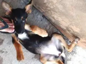 Cachorro raça Vira lata idade 2 a 6 meses nome Neguinha