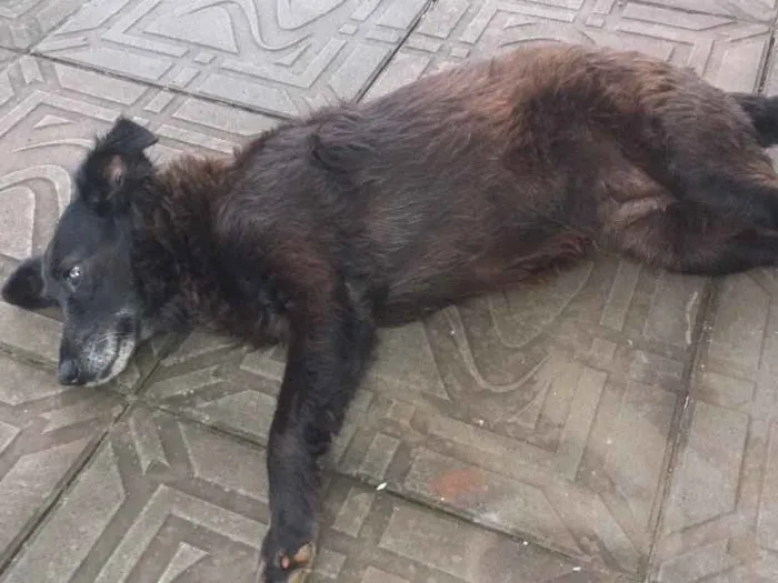 Cachorro ra a Provavelmente vira-lata idade 2 anos nome Não sei(achei na rua