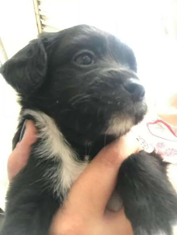 Cachorro ra a mesticinha idade Abaixo de 2 meses nome DALILA