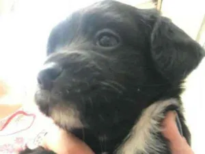 Cachorro raça mesticinha idade Abaixo de 2 meses nome DALILA