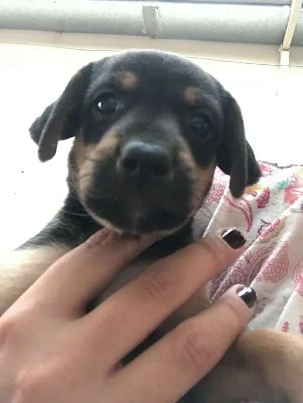 Cachorro ra a mesticinho idade Abaixo de 2 meses nome ÍCARO