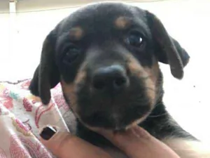 Cachorro raça mesticinho idade Abaixo de 2 meses nome ÍCARO