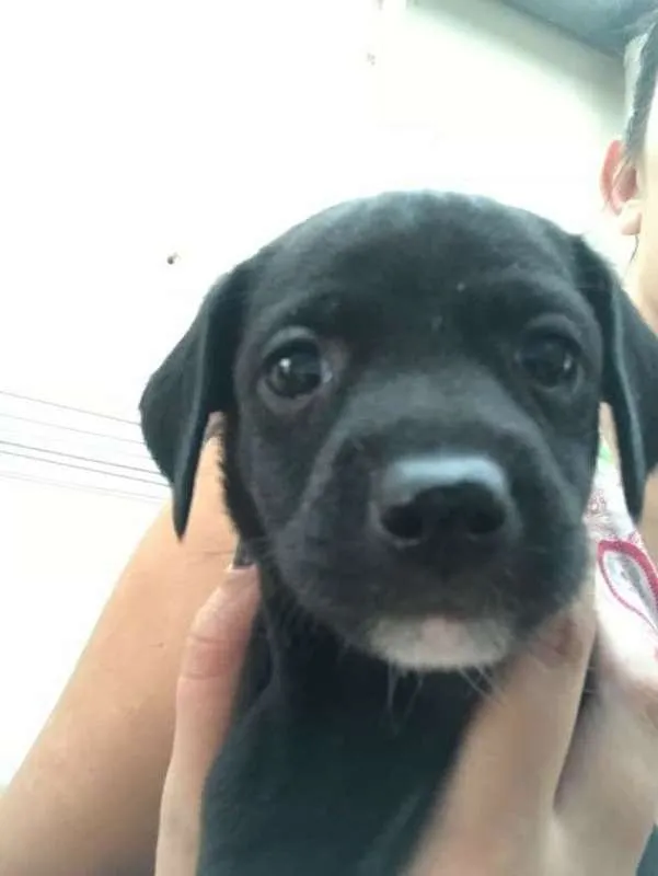 Cachorro ra a mesticinha idade Abaixo de 2 meses nome ISABELLA