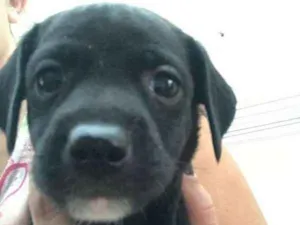 Cachorro raça mesticinha idade Abaixo de 2 meses nome ISABELLA