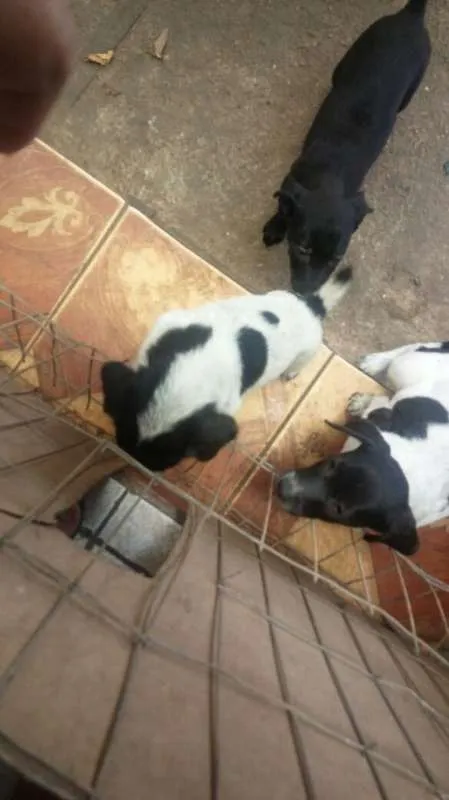 Cachorro ra a sem raça definida idade 2 a 6 meses nome 5
