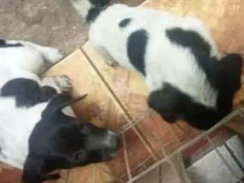 Cachorro ra a sem raça definida idade 2 a 6 meses nome 5