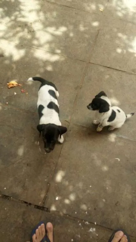 Cachorro ra a sem raça definida idade 2 a 6 meses nome 5