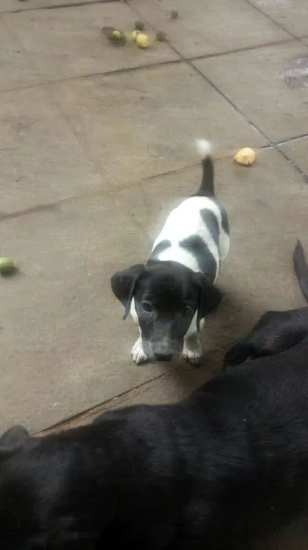 Cachorro ra a sem raça definida idade 2 a 6 meses nome 5
