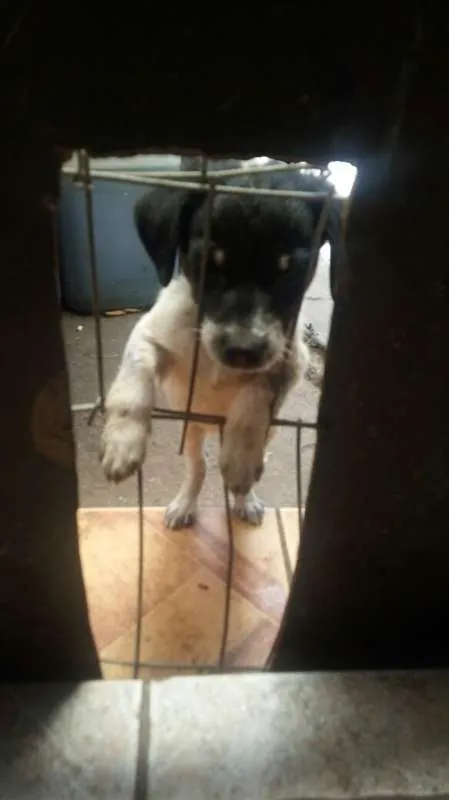 Cachorro ra a sem raça definida idade 2 a 6 meses nome 5