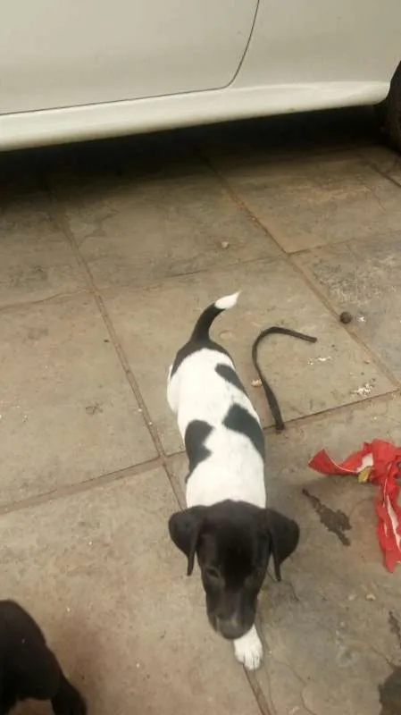 Cachorro ra a sem raça definida idade 2 a 6 meses nome 5