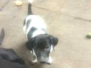 Cachorro raça sem raça definida idade 2 a 6 meses nome 5