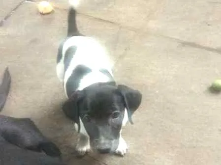 Cachorro ra a sem raça definida idade 2 a 6 meses nome 5