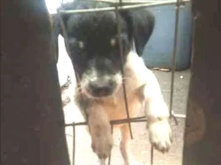 Cachorro ra a sem raça definida idade 2 a 6 meses nome 5