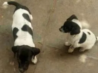 Cachorro ra a sem raça definida idade 2 a 6 meses nome 5