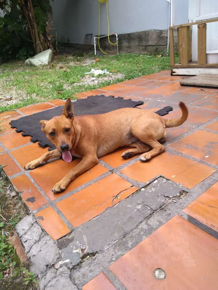 Cachorro ra a SRD idade 2 a 6 meses nome Sem nome