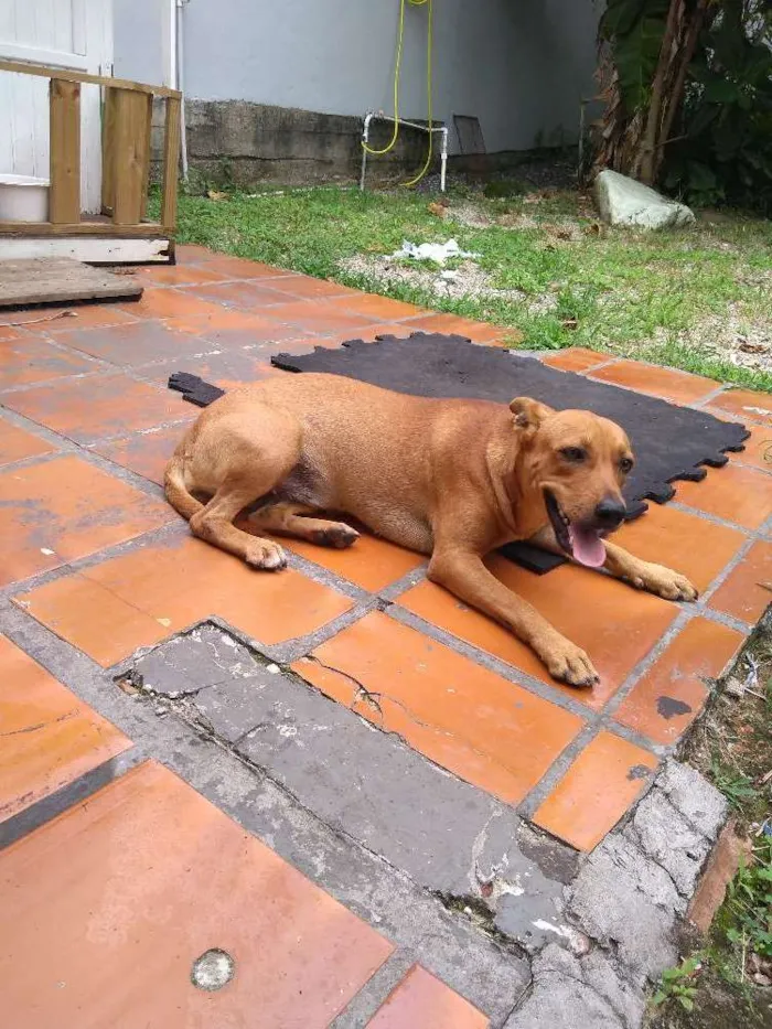 Cachorro ra a SRD idade 2 a 6 meses nome Sem nome