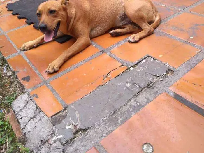Cachorro ra a SRD idade 2 a 6 meses nome Sem nome
