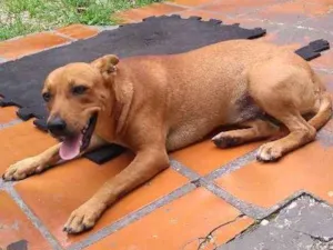 Cachorro raça SRD idade 2 a 6 meses nome Sem nome