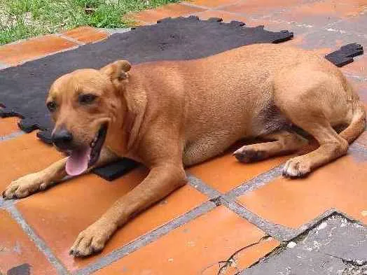 Cachorro ra a SRD idade 2 a 6 meses nome Sem nome