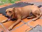 Cachorro raça SRD idade 2 a 6 meses nome Sem nome