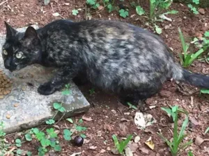 Gato raça Sem raça definida  idade  nome Sem nome