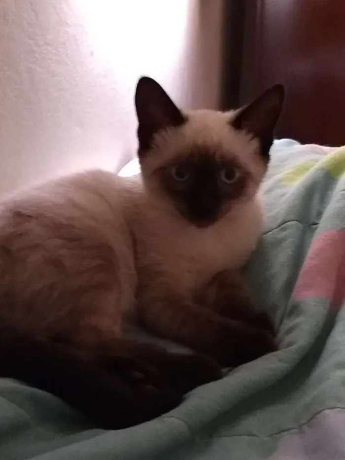 Gato ra a Siamês  idade 2 a 6 meses nome Flor 