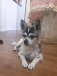 Fofo