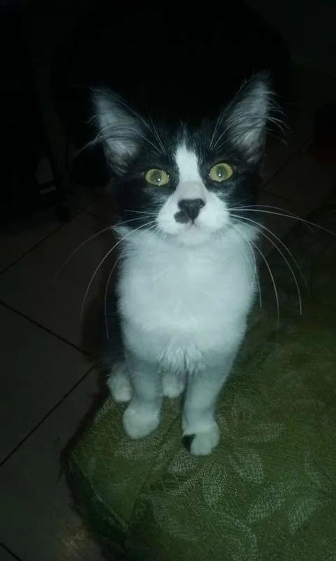 Gato ra a  idade 2 a 6 meses nome Gatinhos