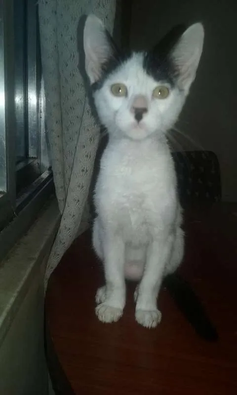 Gato ra a  idade 2 a 6 meses nome Gatinhos